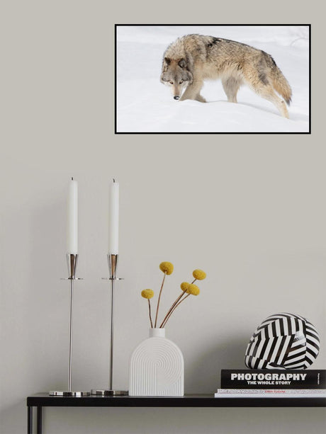 Gary Wolf Poster och Canvastavla