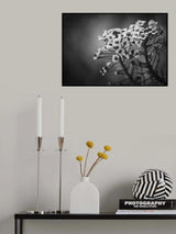 Alyssum Flowers Poster och Canvastavla