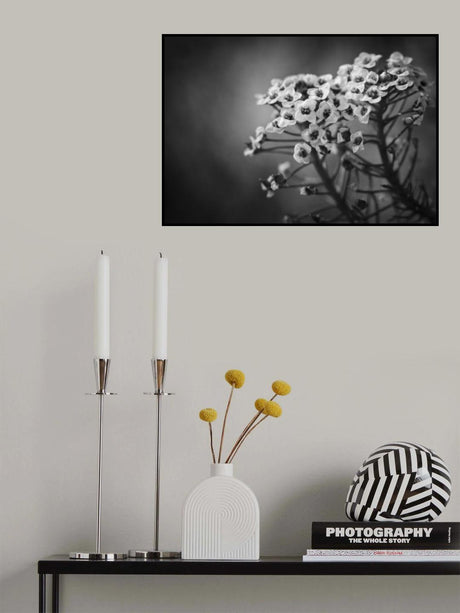 Alyssum Flowers Poster och Canvastavla