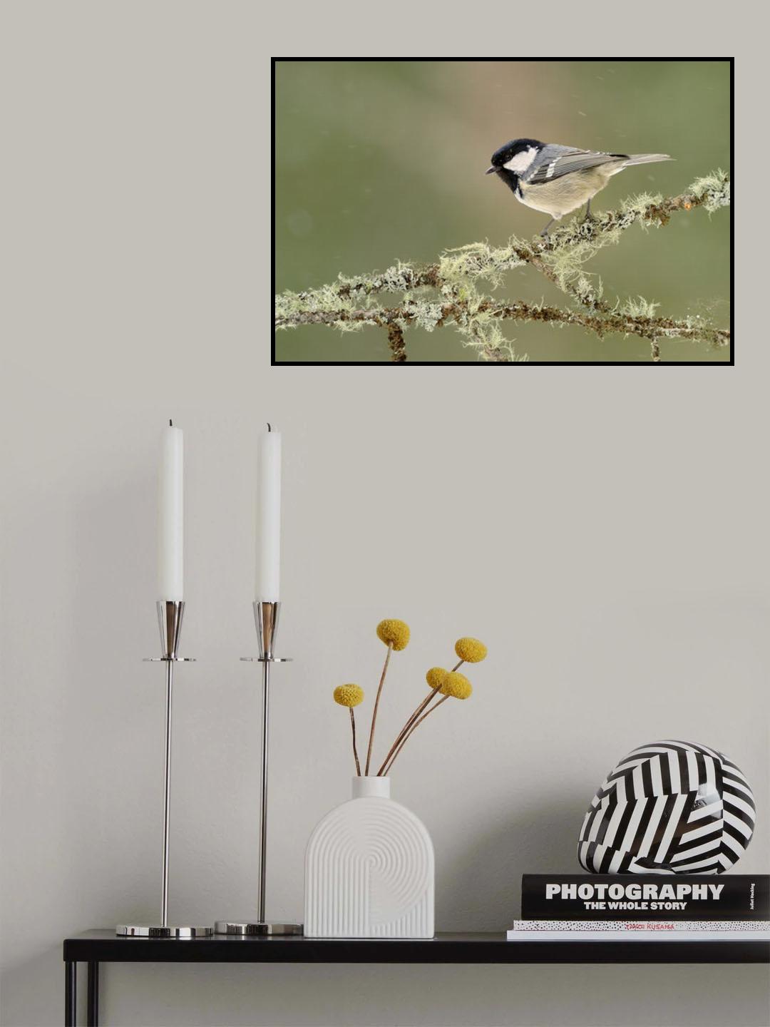 Winter coal tit Poster och Canvastavla