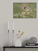 Winter coal tit Poster och Canvastavla