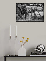 Elephant family Poster och Canvastavla