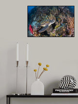 Coral garden and green turtle Poster och Canvastavla