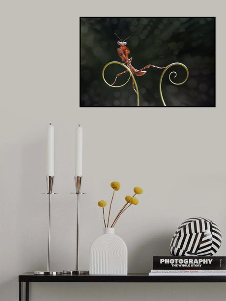 Mantis Fotogenic Poster och Canvastavla