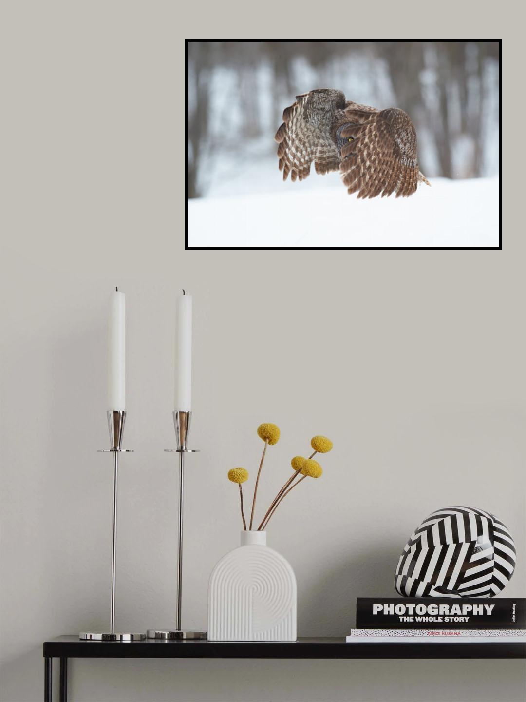 Great Grey Owl Poster och Canvastavla