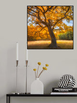 Autumn tree Poster och Canvastavla