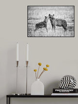 Hyena Poster och Canvastavla