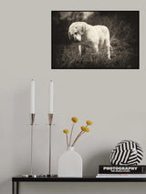 Melancholia Poster och Canvastavla