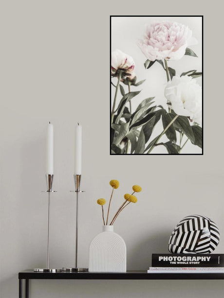 Peony 04 Poster och Canvastavla