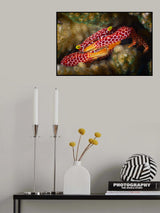 Red Spotted Guard Crab Poster och Canvastavla