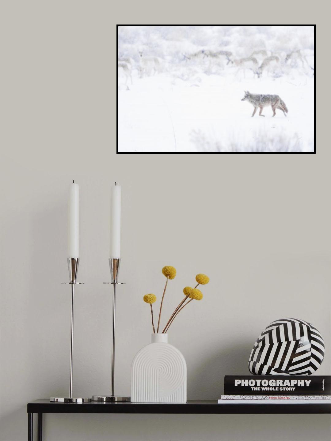 Coyote Hunting in Blizzard Poster och Canvastavla
