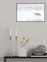 Coyote Hunting in Blizzard Poster och Canvastavla