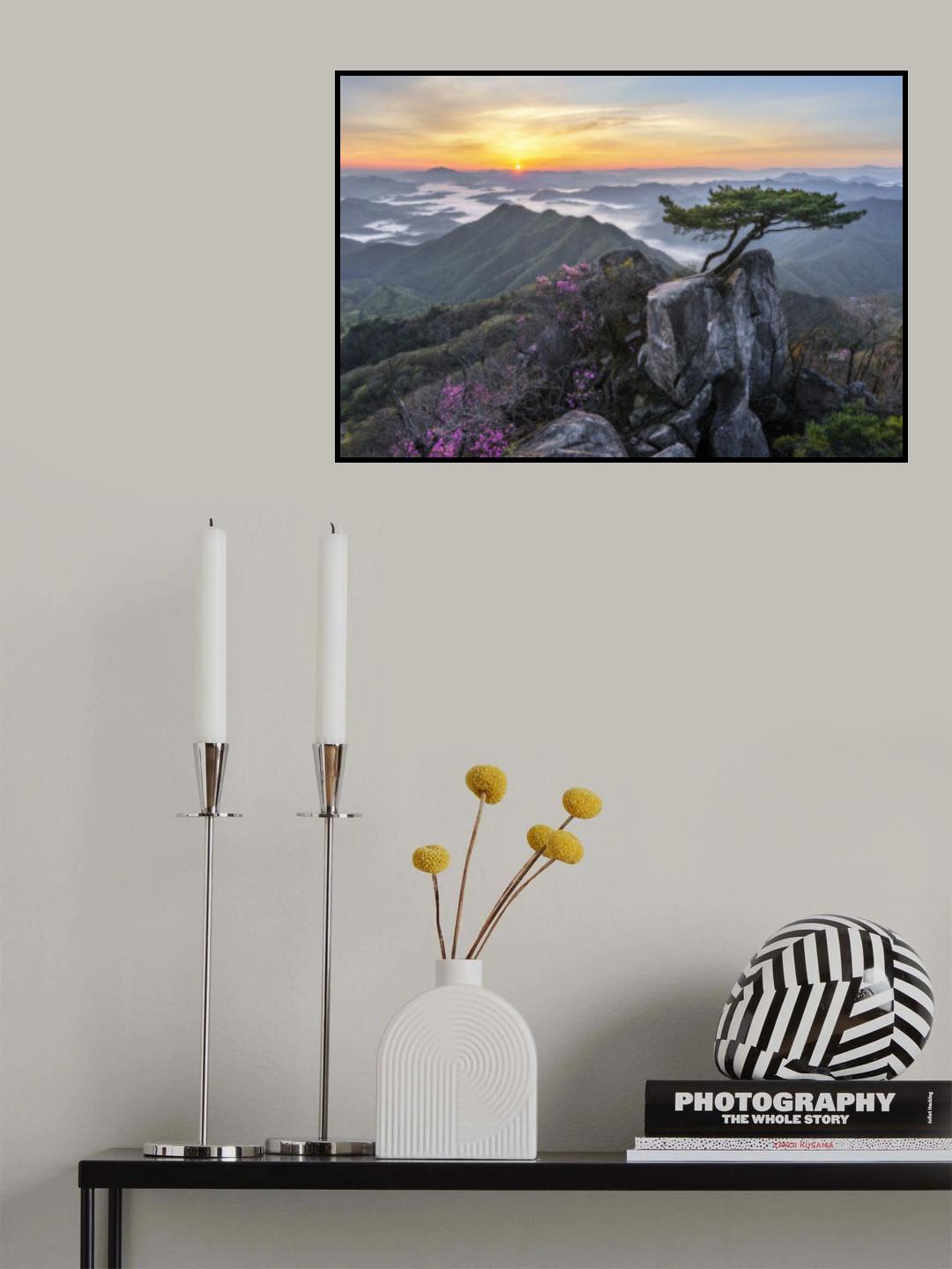 Pine tree growing between rocks Poster och Canvastavla