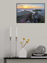 Pine tree growing between rocks Poster och Canvastavla