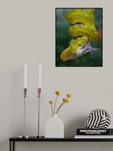 small phyton and prey Poster och Canvastavla