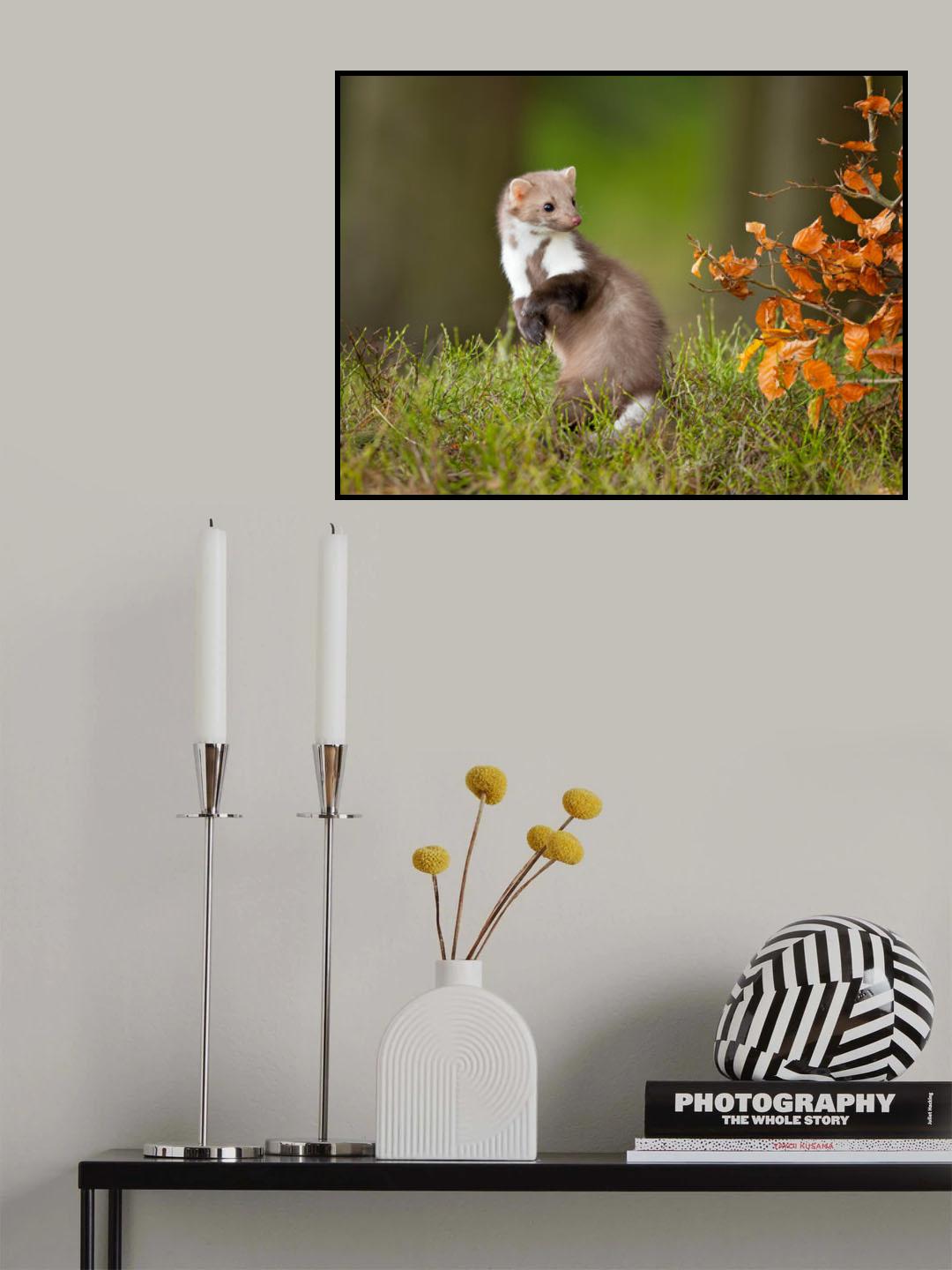 European pine marten Poster och Canvastavla