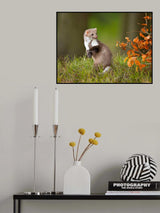 European pine marten Poster och Canvastavla