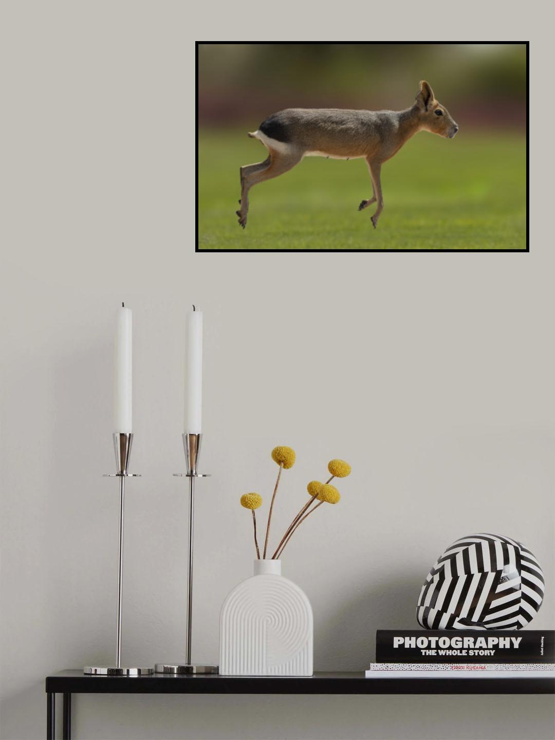 Patagonian mara Poster och Canvastavla