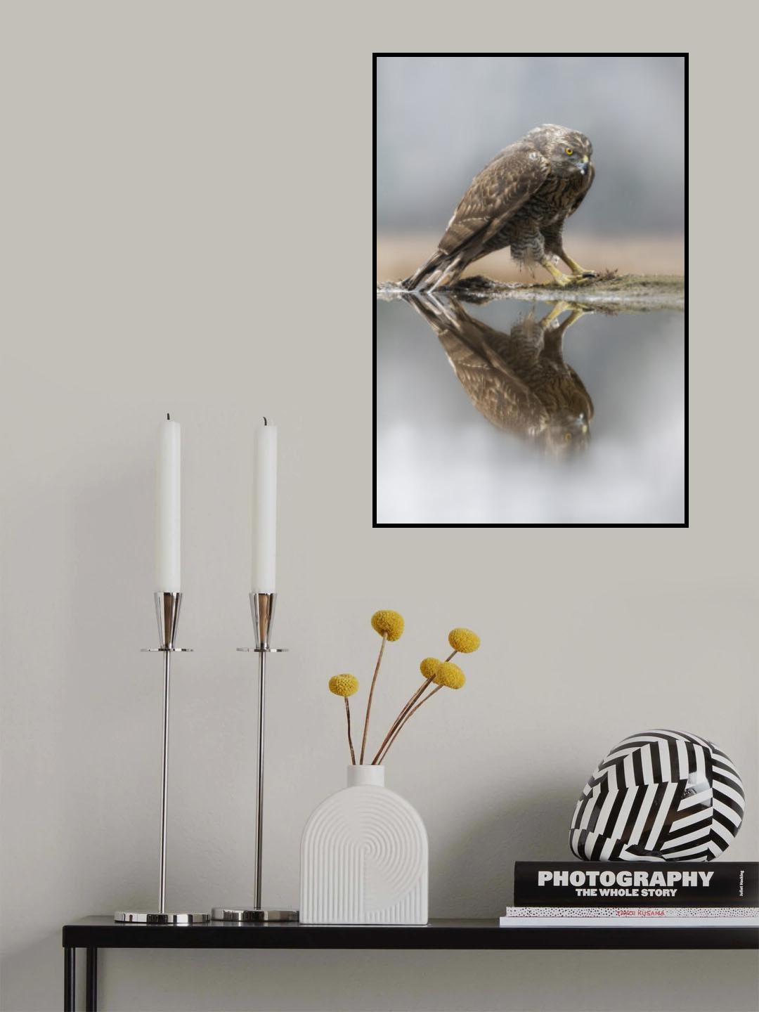 Goshawk Poster och Canvastavla