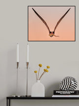 skimmer with fish Poster och Canvastavla