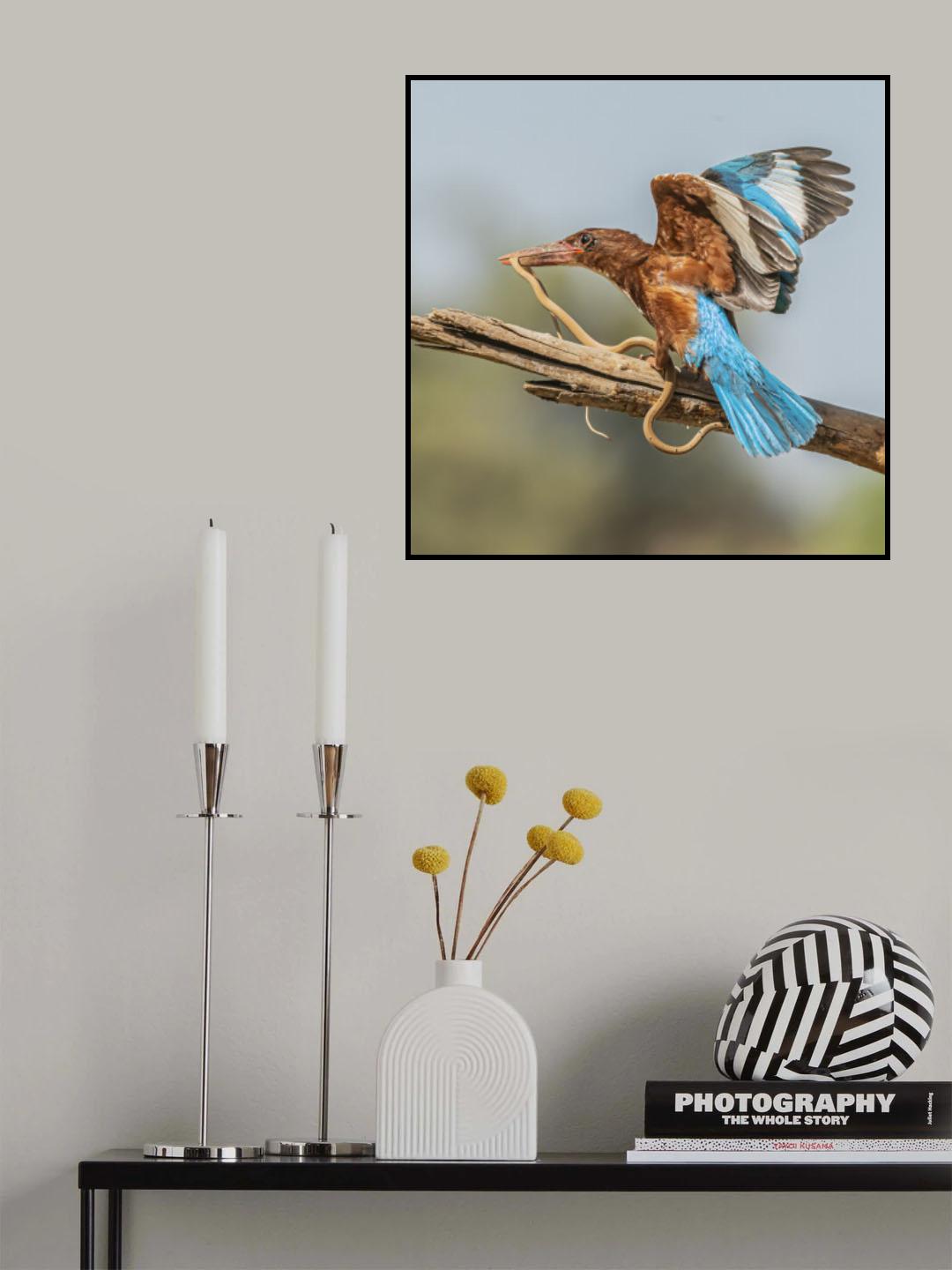 B brave kingfisher Poster och Canvastavla