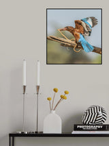 B brave kingfisher Poster och Canvastavla