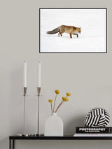 foxy Poster och Canvastavla