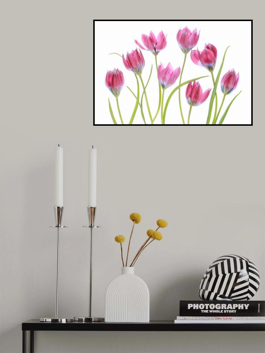 Tulip blush Poster och Canvastavla
