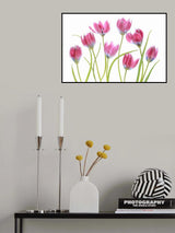 Tulip blush Poster och Canvastavla