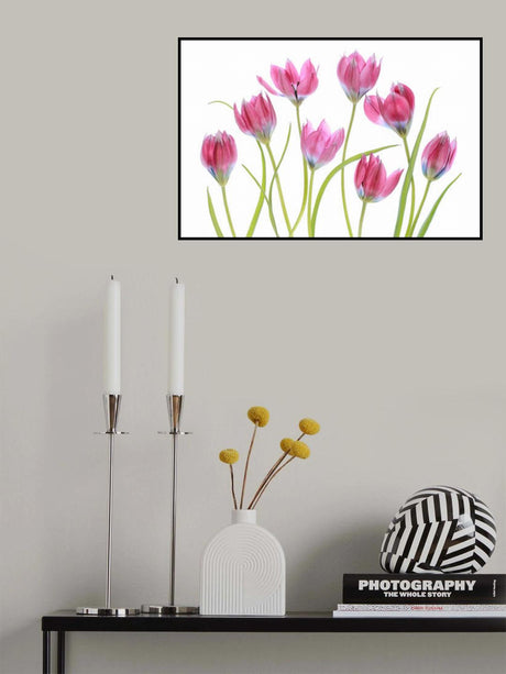 Tulip blush Poster och Canvastavla
