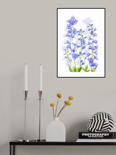 Delphinium Poster och Canvastavla