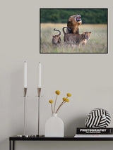Love is in the air Poster och Canvastavla