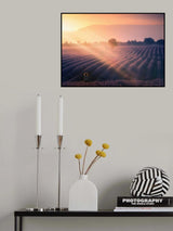Walking among lavenders A739320 Poster och Canvastavla