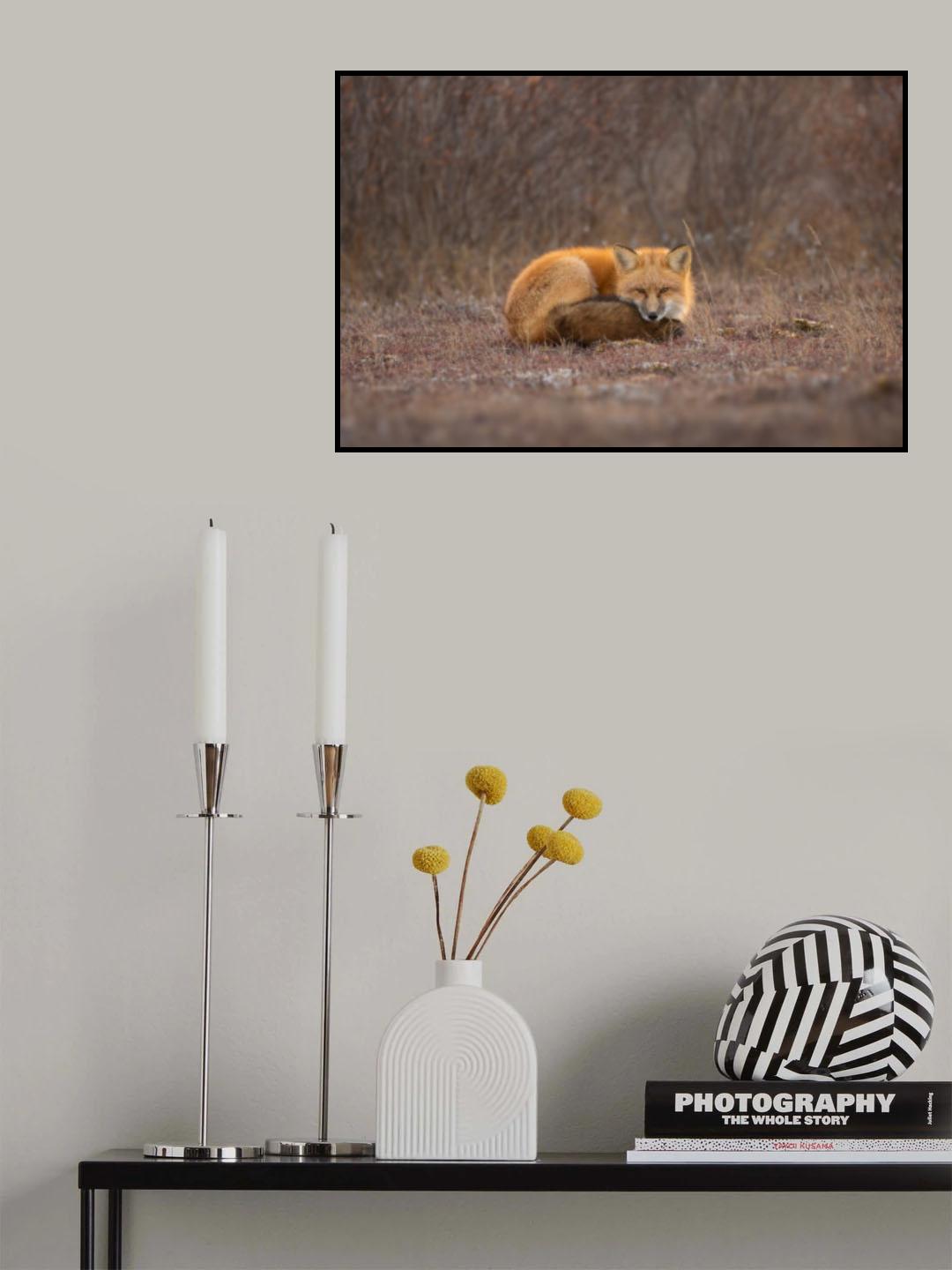 Red Fox Poster och Canvastavla