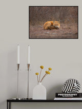 Red Fox Poster och Canvastavla