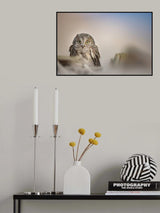 Eurasian Owl Poster och Canvastavla