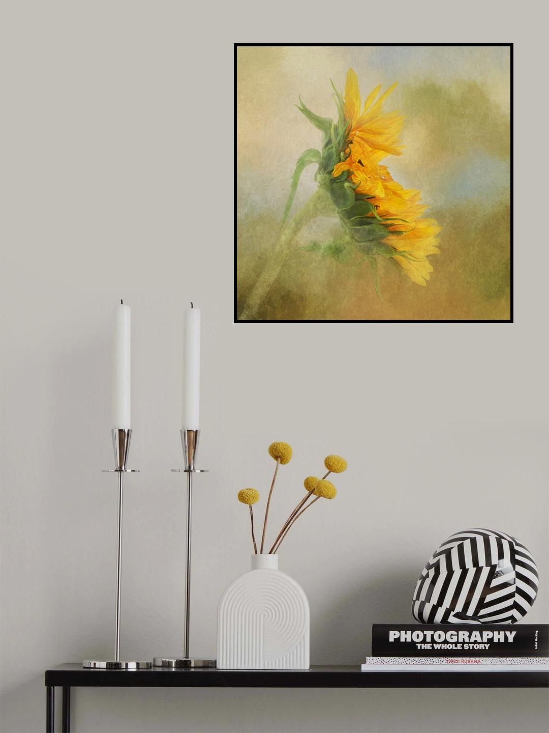 Fading Sunflower Poster och Canvastavla