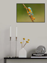 Fringed leaf frog Poster och Canvastavla