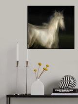 Lipizzan Poster och Canvastavla