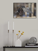 Northern Hawk Owl Hunting, Poster och Canvastavla