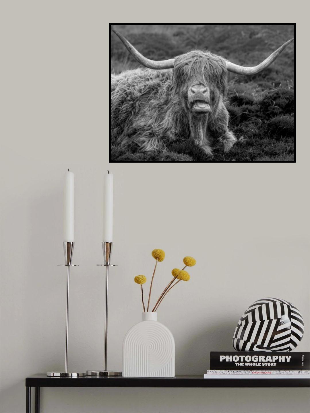 Lundy Cow Poster och Canvastavla