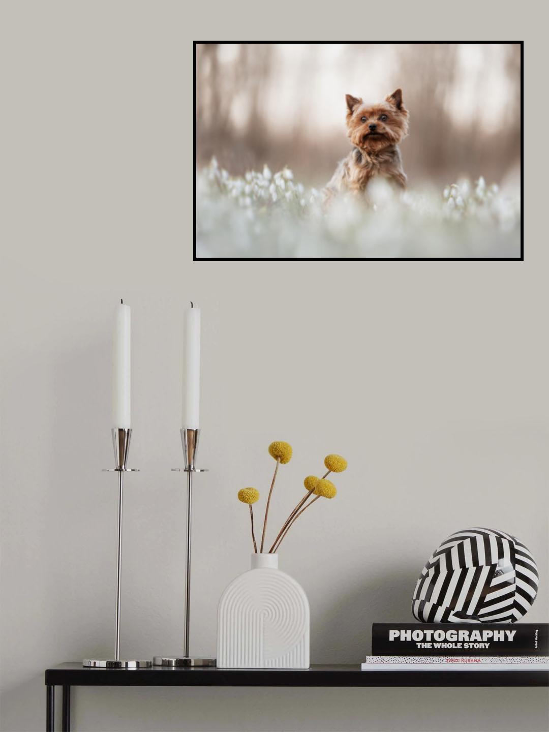 Snowdrop Prince Poster och Canvastavla