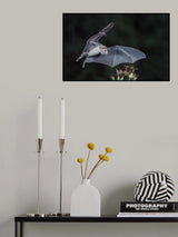 Nectar at night Poster och Canvastavla