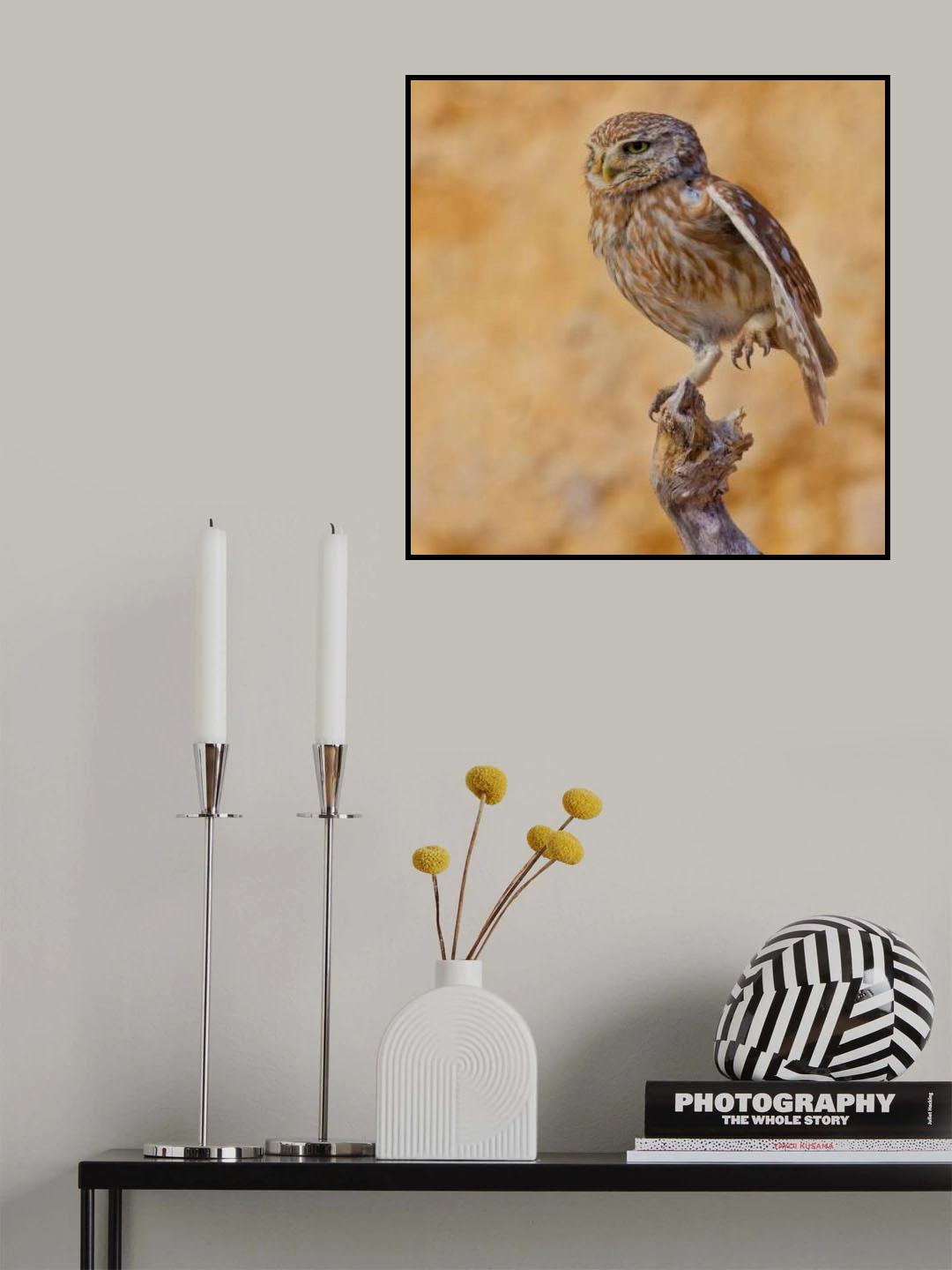 Little Owl Poster och Canvastavla