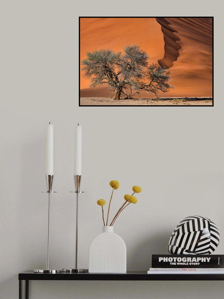 Acacia in the desert Poster och Canvastavla