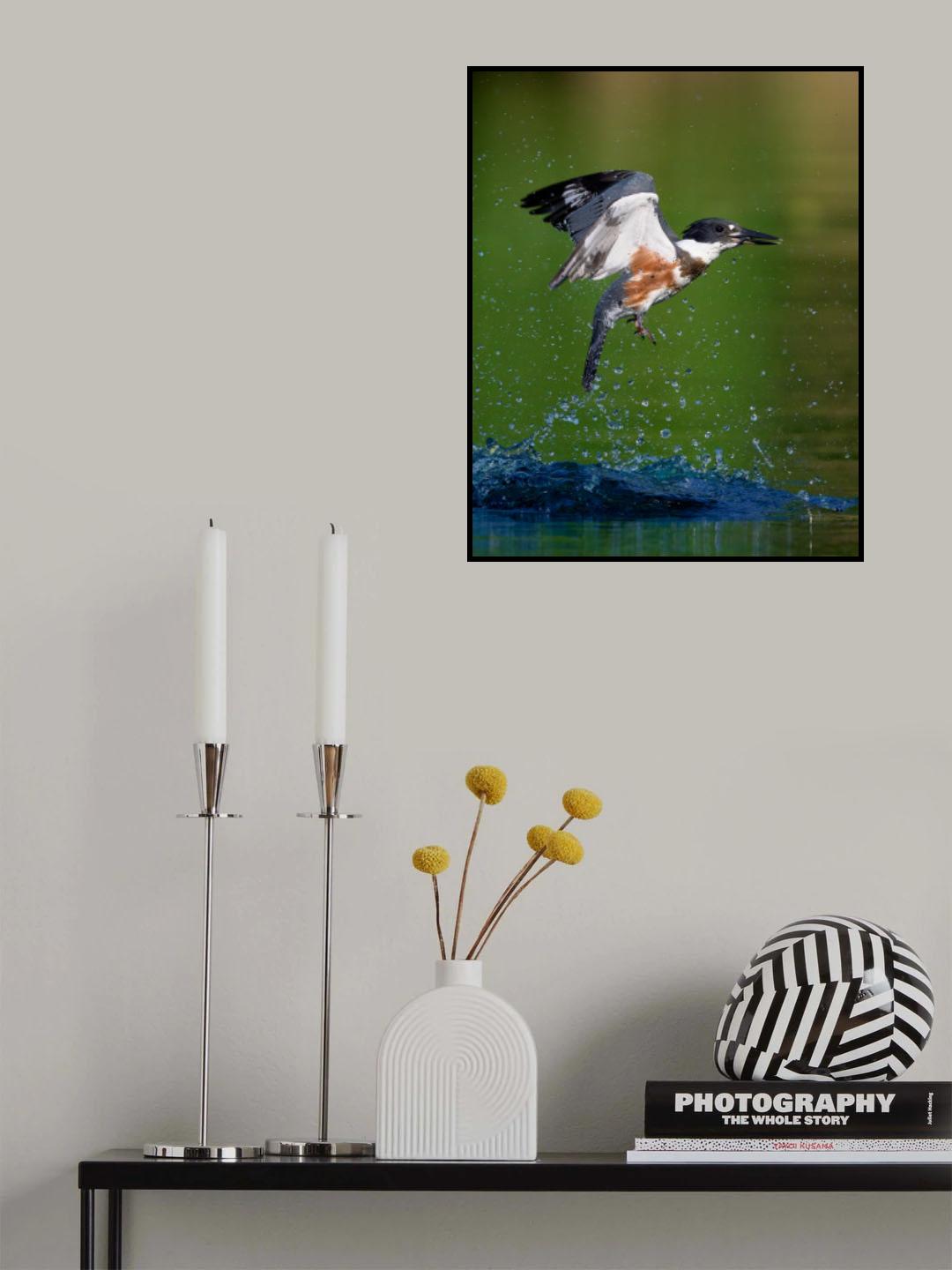 Belted Kingfisher with catch Poster och Canvastavla
