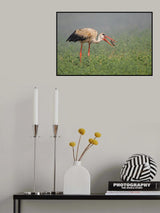 White Stork , hunting in the rain... Poster och Canvastavla