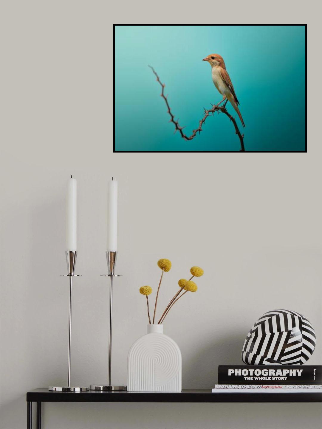 Red Tailed Shrike! Poster och Canvastavla