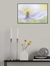 Anemone Beauty Poster och Canvastavla