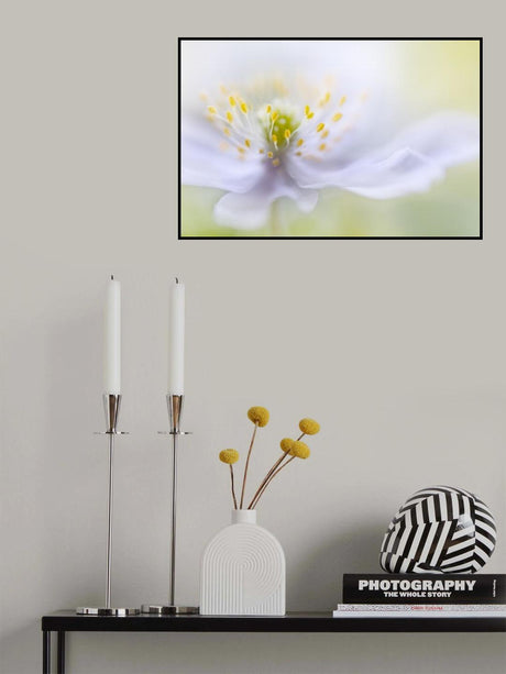Anemone Beauty Poster och Canvastavla